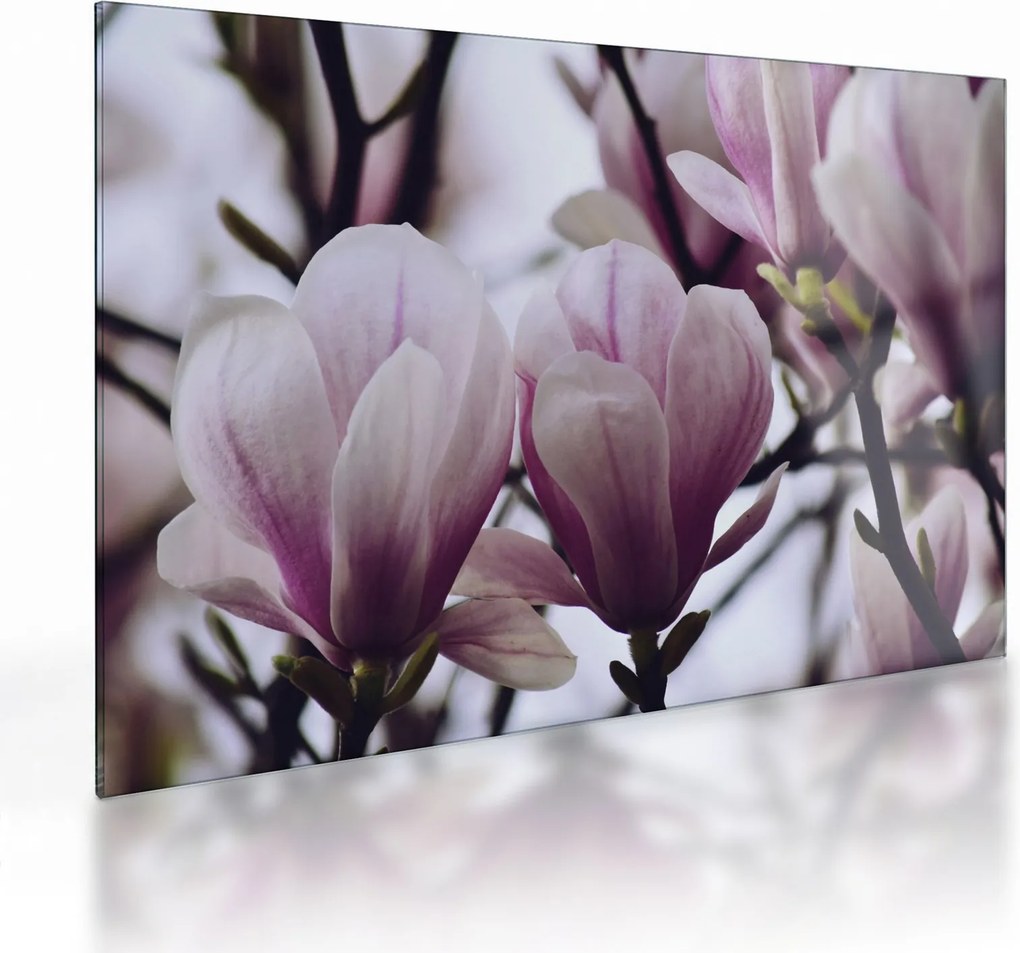 Obraz na szkle - Magnolia (70x50 cm)