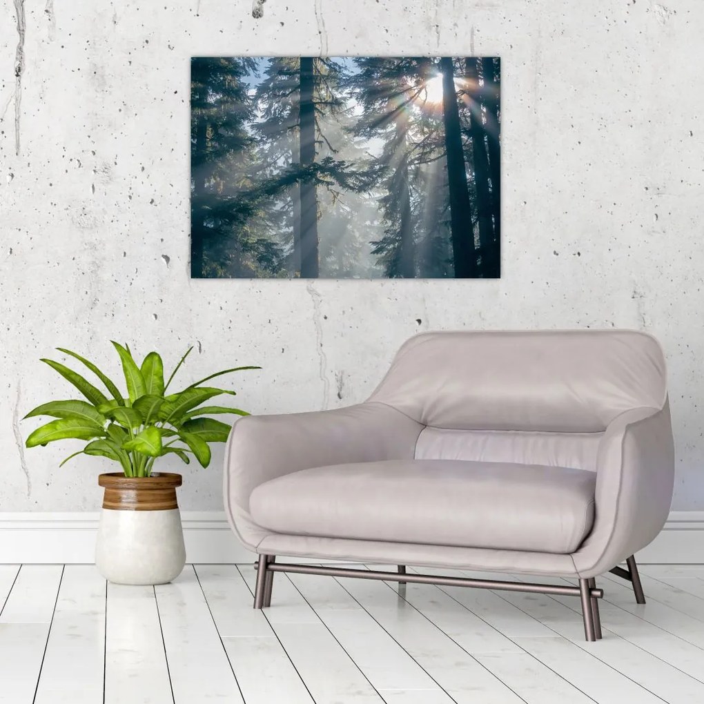 Obraz drzew, przez które prześwieca słońce (70x50 cm)