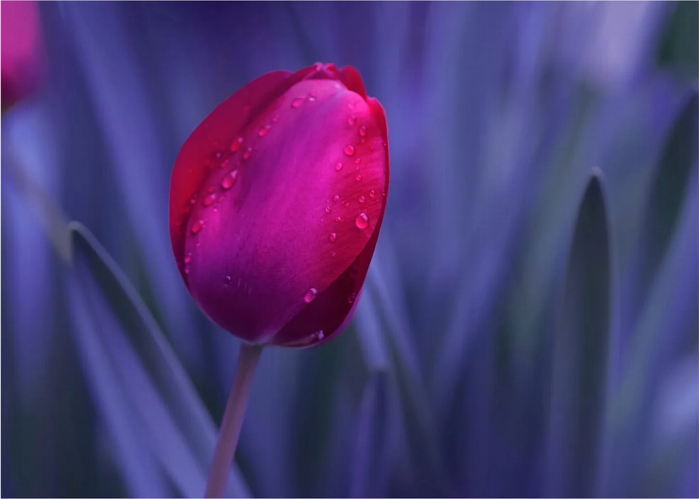 Obraz pąka tulipana (70x50 cm)
