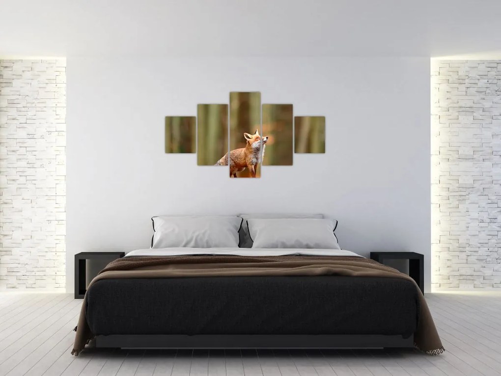 Obraz - Lis (125x70 cm)