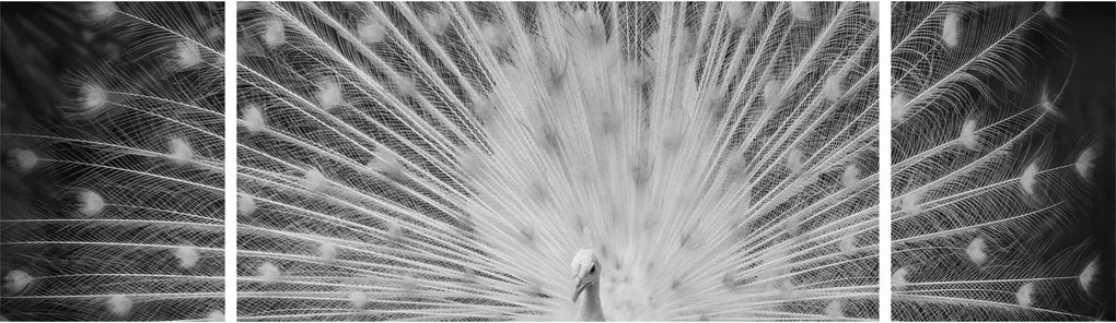 Obraz - Biały paw (170x50 cm)