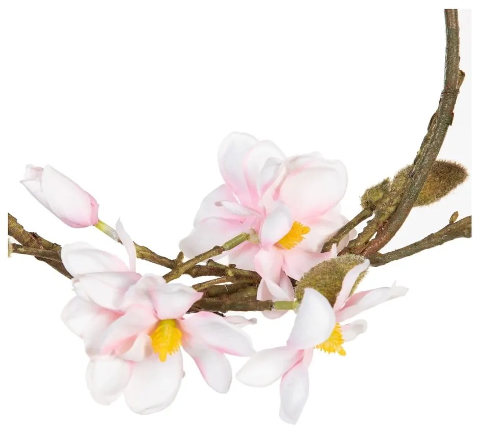 Wieniec Magnolia – Ixia