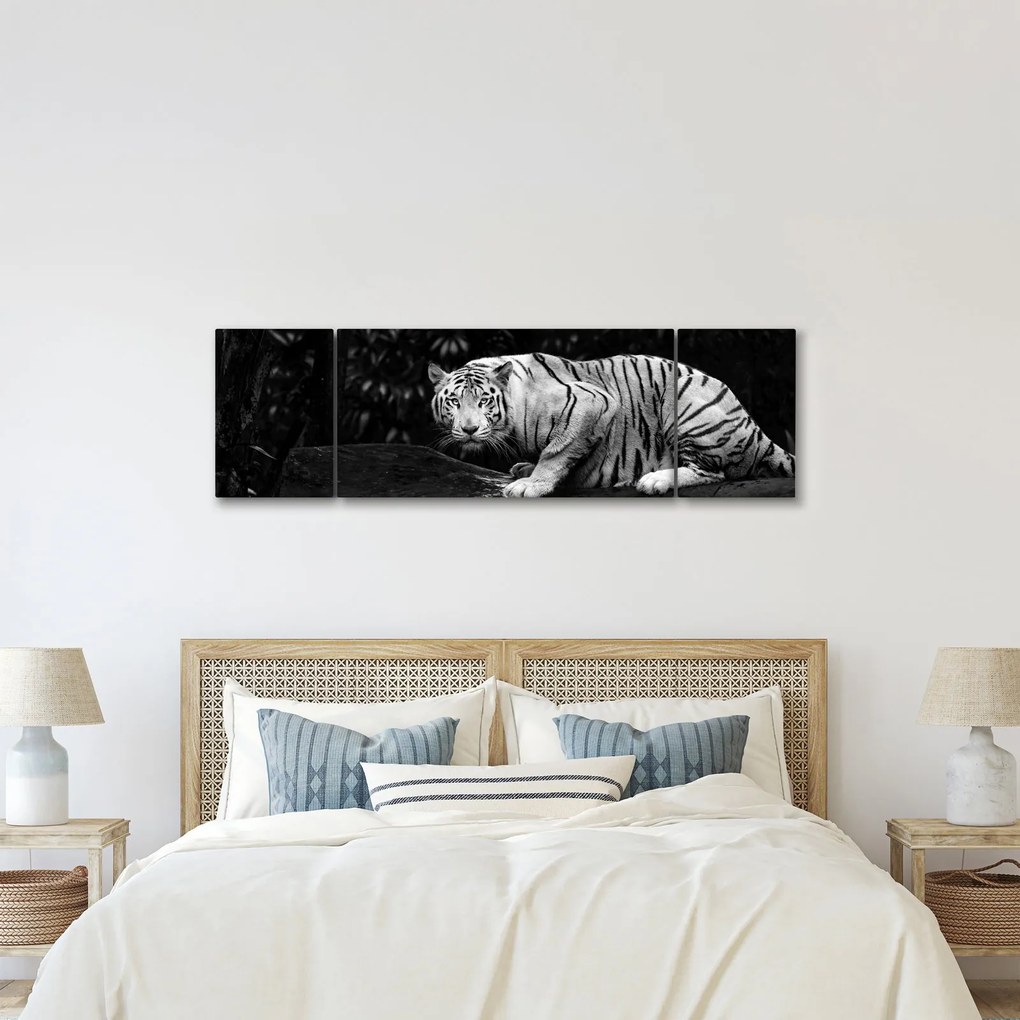 Obraz - Tygrys albinos, czarno - biały (170x50 cm)