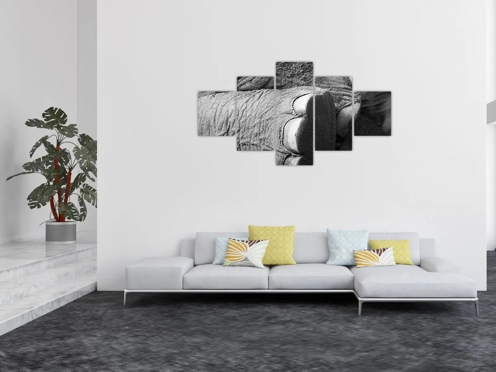 Obraz - Noga słonia (125x70 cm)