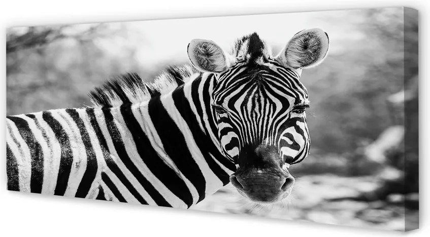 Zdjęcie na płótnie Zebra w Stylu Retro