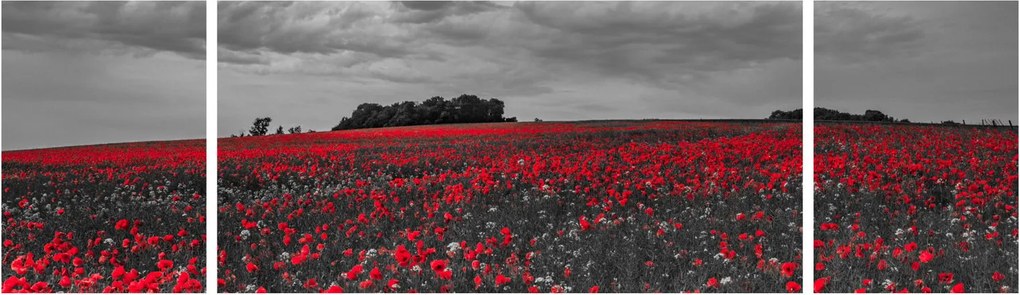 Obraz maków (170x50 cm)