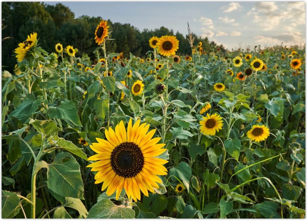 Obraz - Sunflower Field II. (70x50 cm)