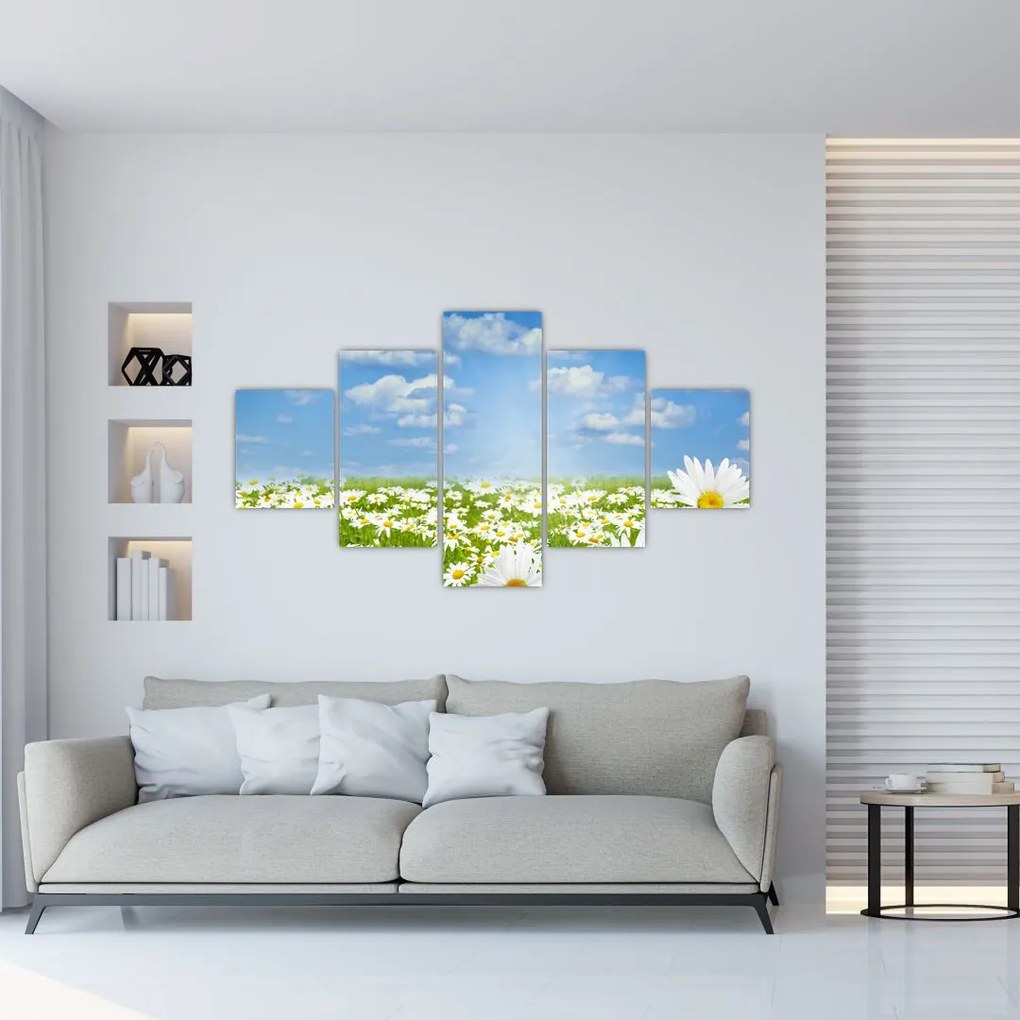 Obraz kwitnącej łąki ze stokrotkami (125x70 cm)