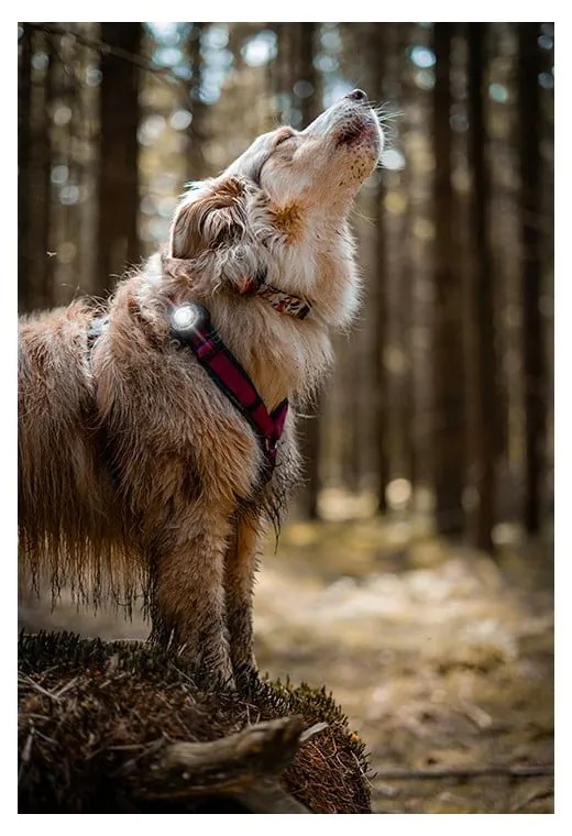 Lampka LED na obrożę White – Orbiloc