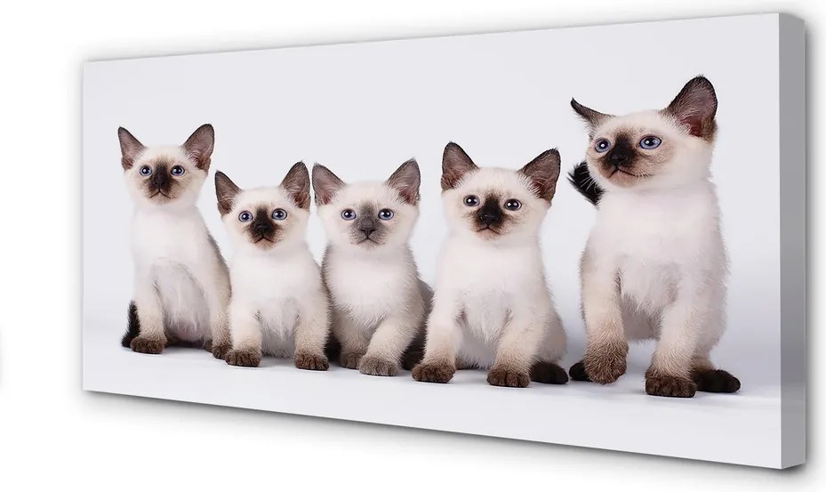 Duży obraz na płótnie Urocze Małe Kocięta