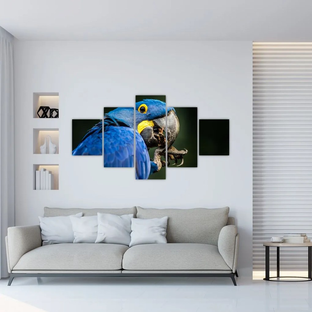 Obraz papugi (125x70 cm)