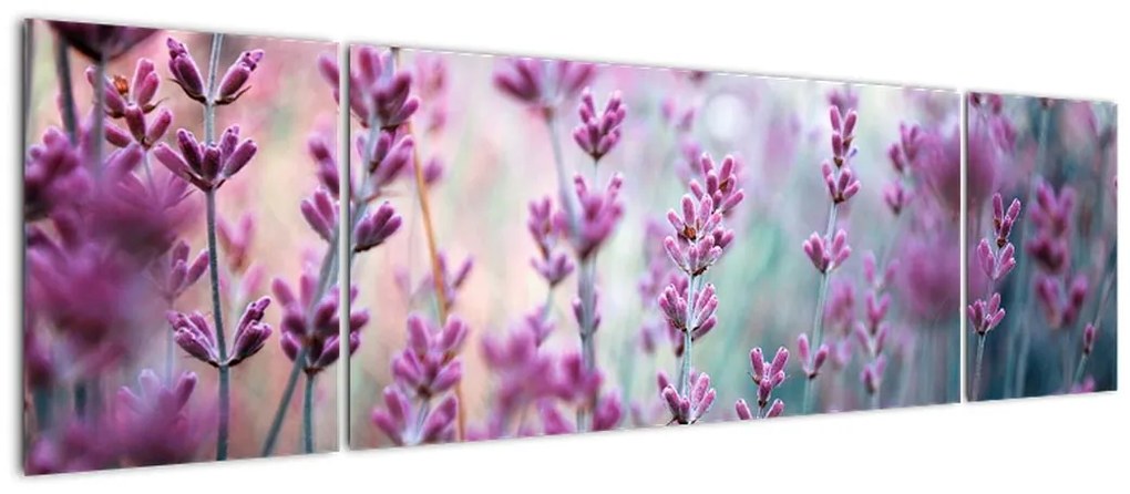 Obraz - Lawenda (170x50 cm)