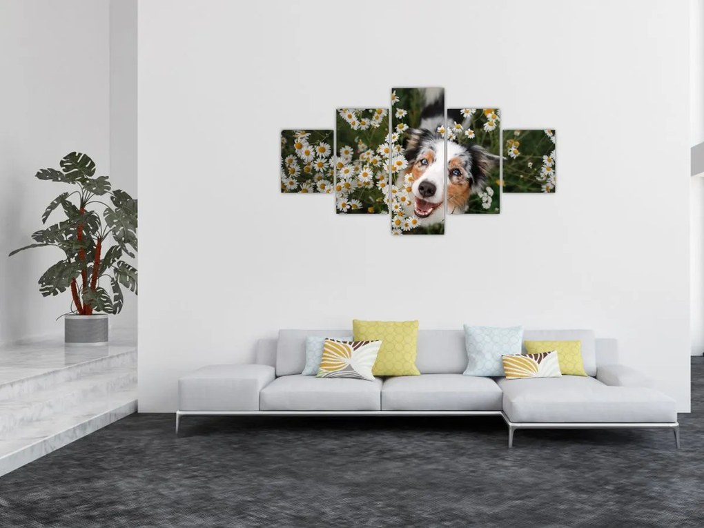 Obraz - Owczarek australijski (125x70 cm)