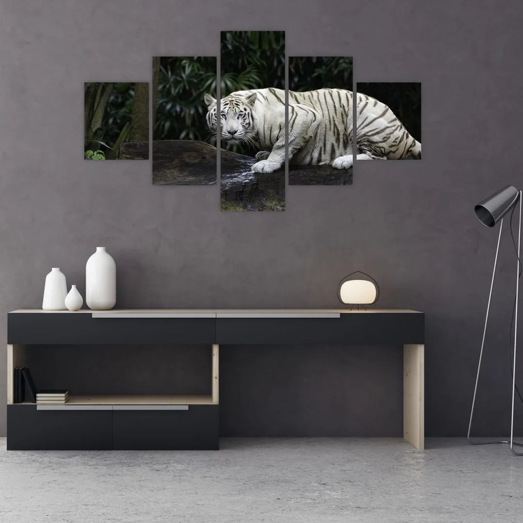 Obraz - Tygrys albinos (125x70 cm)