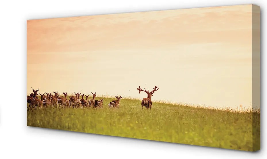 Duży obraz na płótnie Stado Jeleni o Poranku