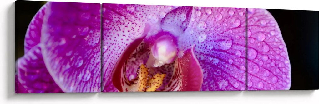 Zbliżenie kwiatu orchidei (170x50 cm)