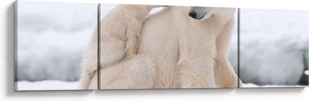 Obraz - Niedźwiedzie polarne (170x50 cm)
