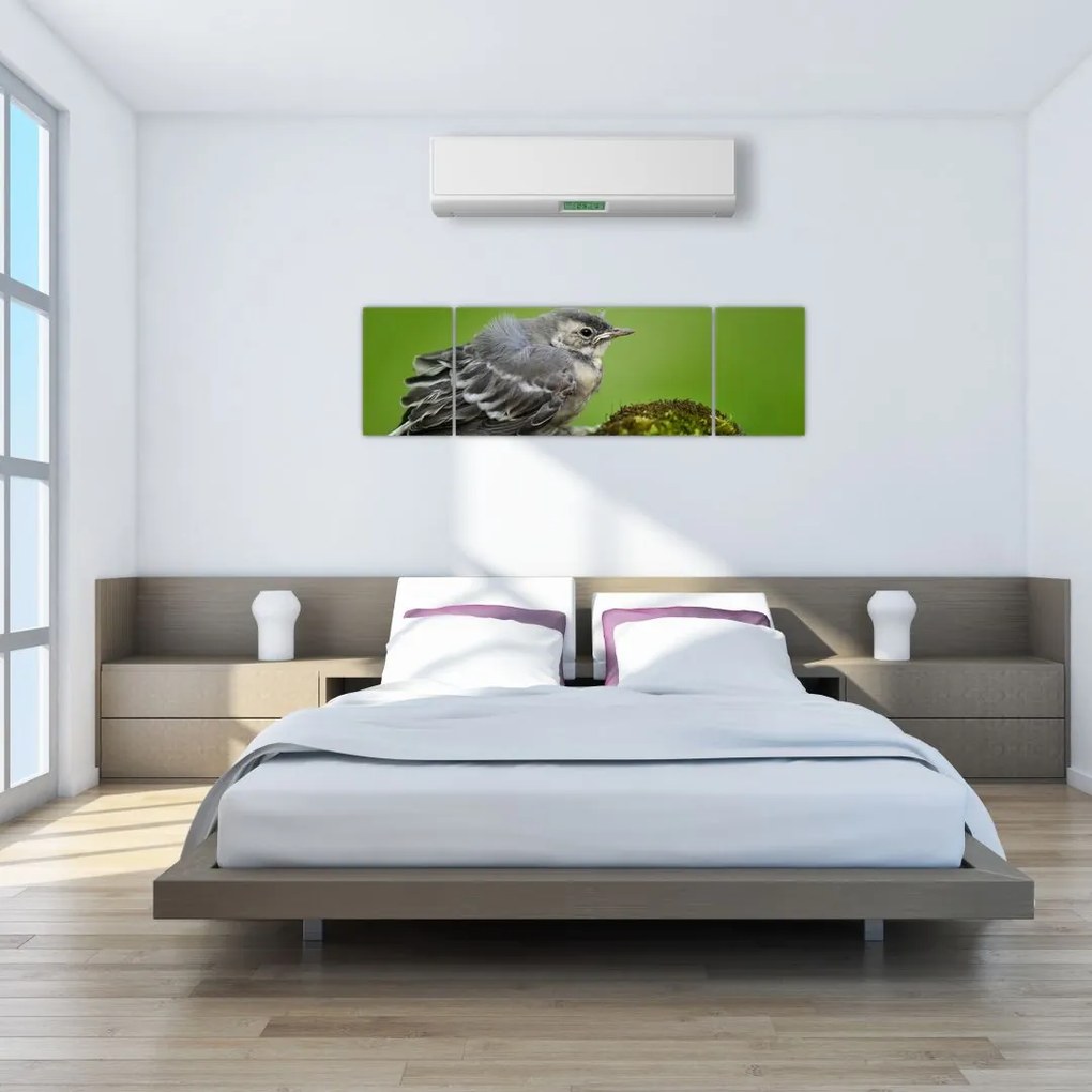 Obraz - Muchołówka (170x50 cm)