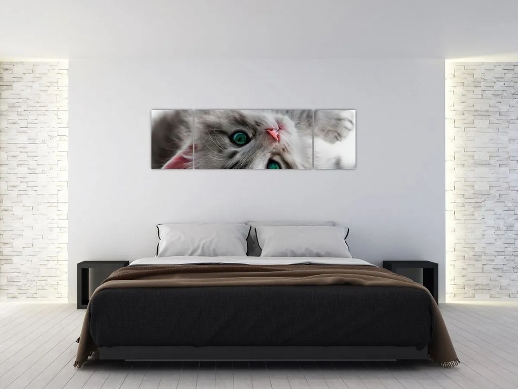 Obraz - Kot z zielonymi oczami (170x50 cm)