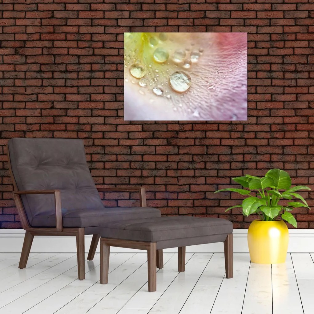 Obraz - Krople rosy (70x50 cm)