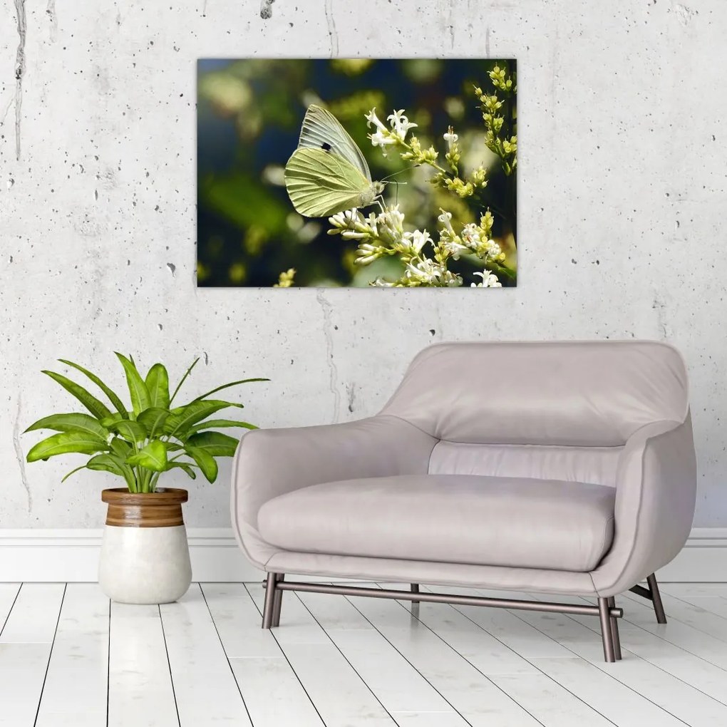 Obraz na szkle motyla (70x50 cm)