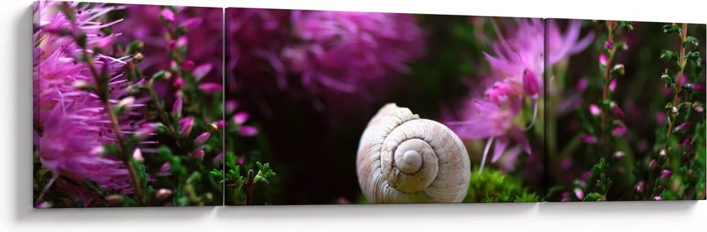 Obraz - Muszla ślimaka (170x50 cm)