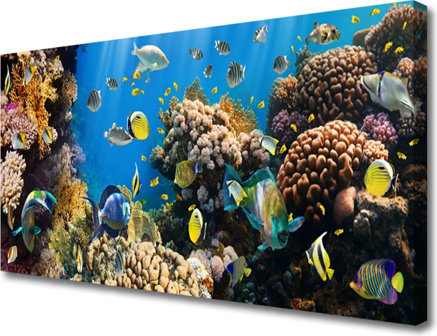 Zdjęcie na płótnie Barwne Życie Rafy Koralowej