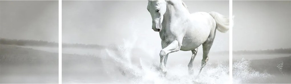 Obraz - Biały koń (170x50 cm)