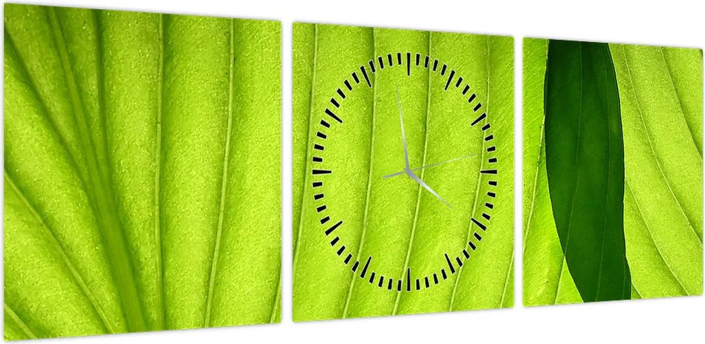 Obraz - Szczegół zielonego liścia (z zegarem) (90x30 cm)