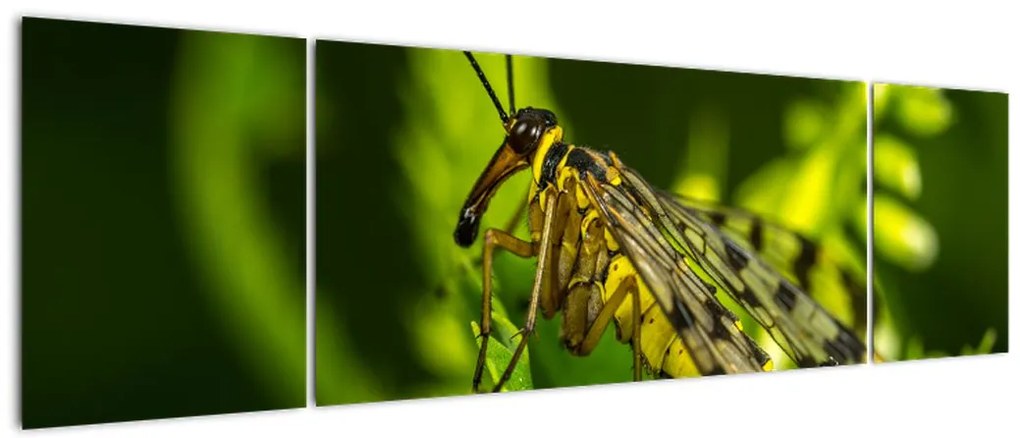 Obraz owada (170x50 cm)