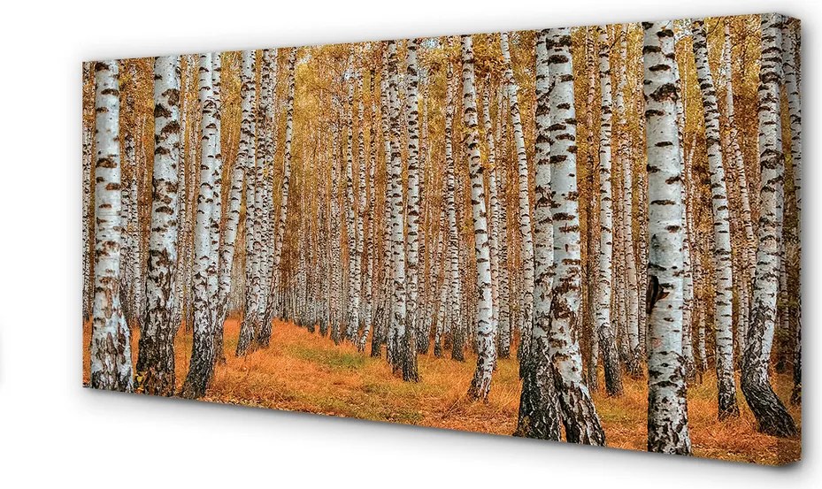 Obraz drukowany na płótnie Jesienne Drzewa