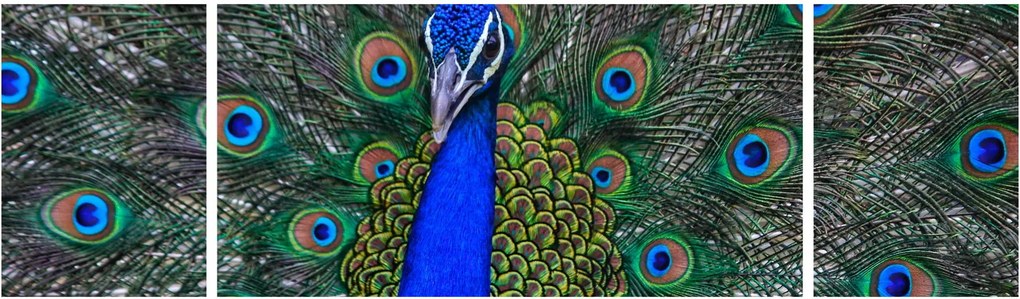 Obraz - Paw (170x50 cm)