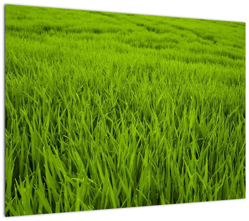Obraz na szkle - trawa (70x50 cm)