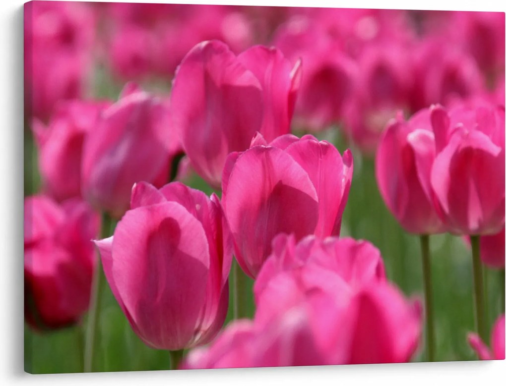 Obraz - Różowe tulipany (70x50 cm)