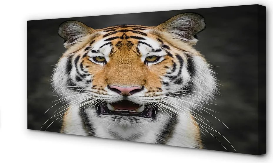 Zdjęcie na płótnie Majestatyczny Tygrys