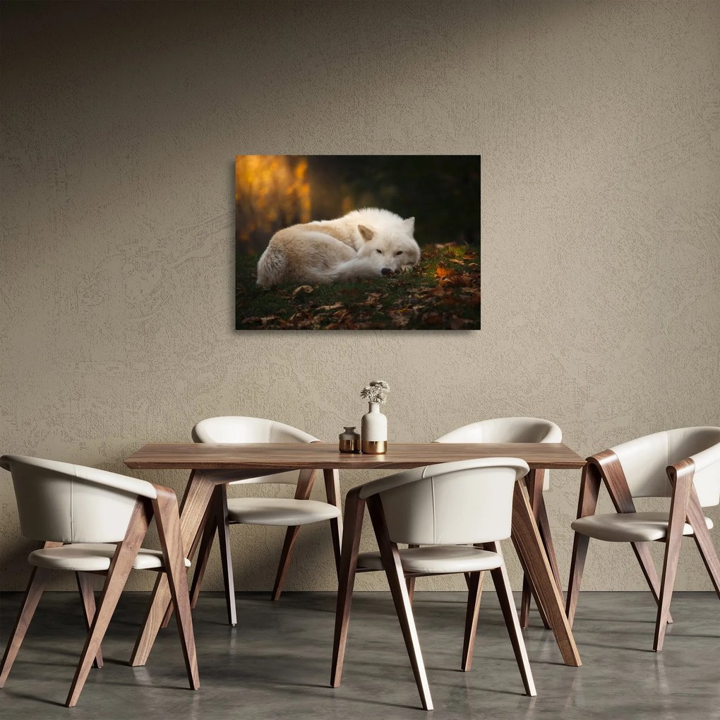 Obraz na szkle - Odpoczywający wilk (70x50 cm)