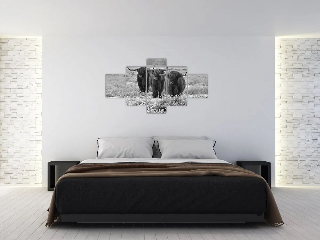 Obraz - Szkockie krowy (125x70 cm)