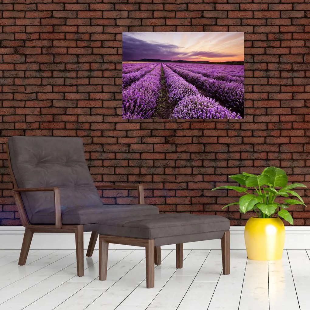 Obraz na szkle - Pole lawendy o zachodzie słońca (70x50 cm)