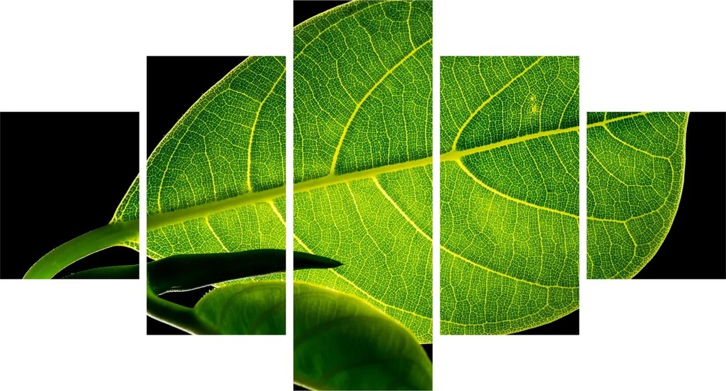 Obraz - zielony liść (125x70 cm)