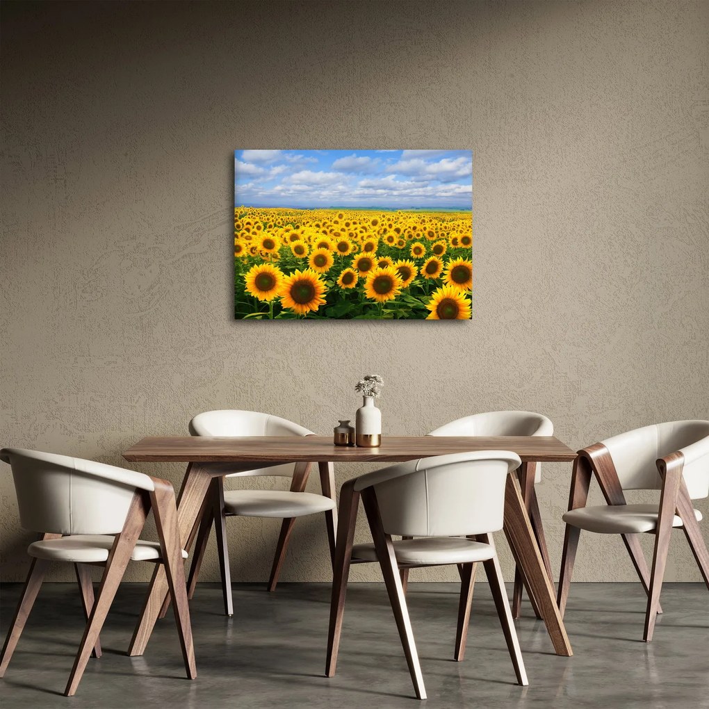 Obraz pola słoneczników (70x50 cm)