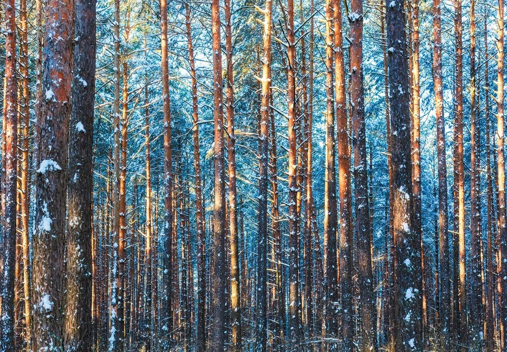 Fototapeta - Zimowy las (196x136 cm)