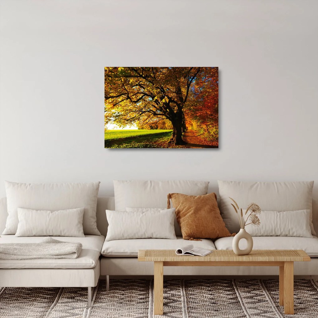Obraz na szkle - jesienne drzewo (70x50 cm)