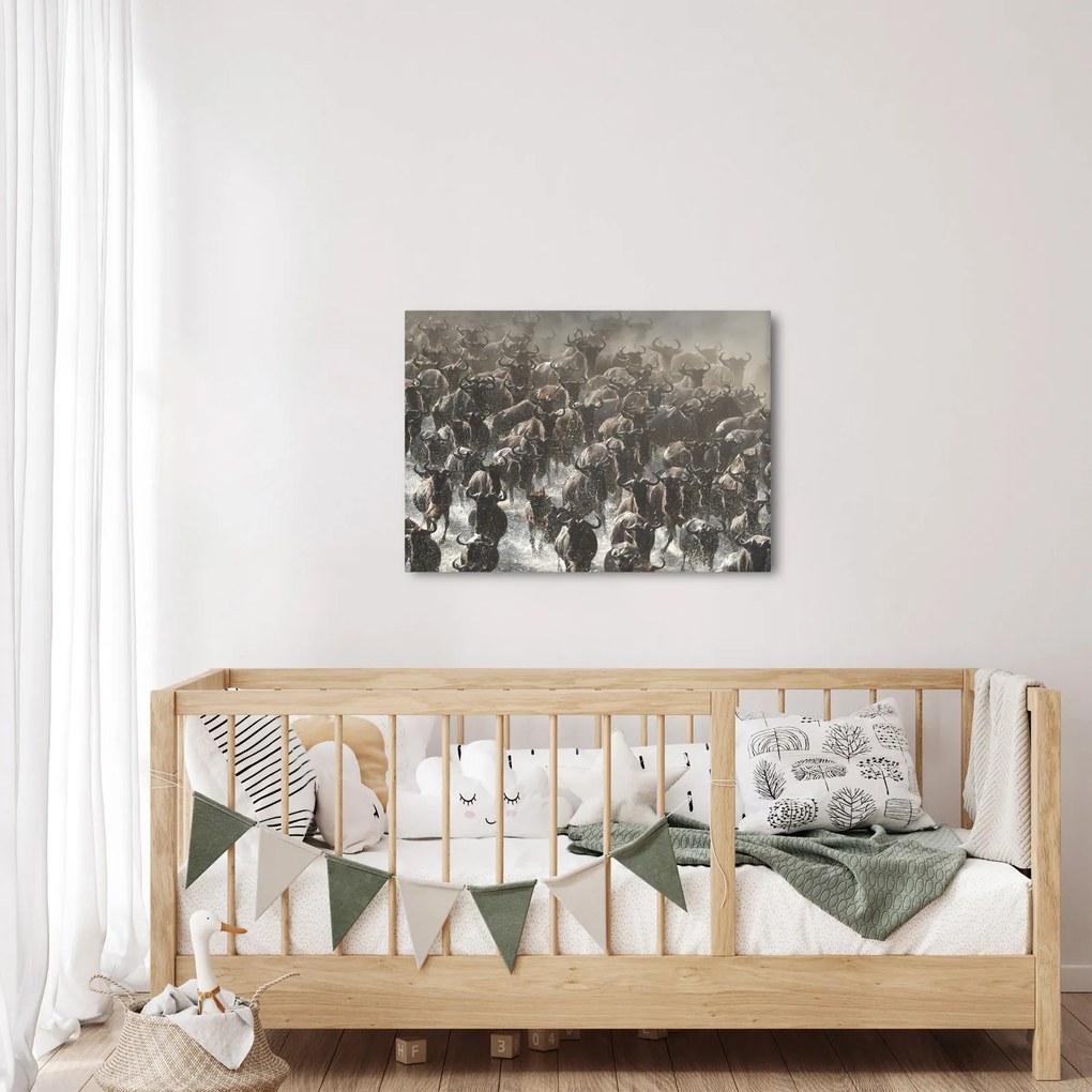 Obraz - Stado antylop gnu (70x50 cm)