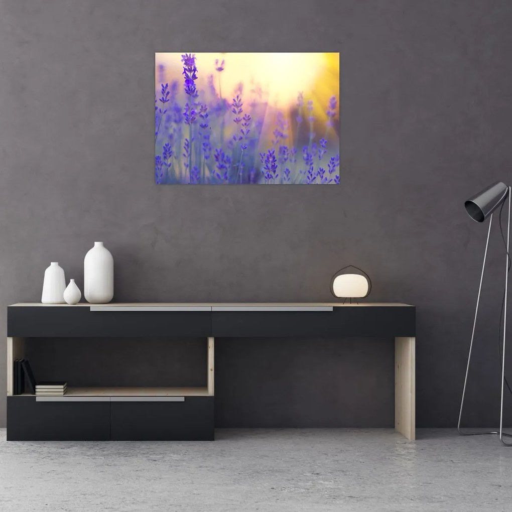 Obraz - Lawenda (70x50 cm)