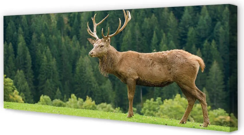 Fotoobraz na płótnie Jeleń na Otwartym Polu