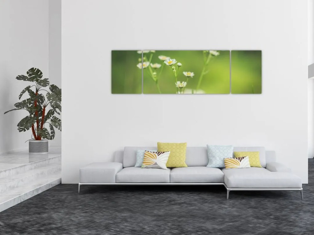 Obraz stokrotek (170x50 cm)