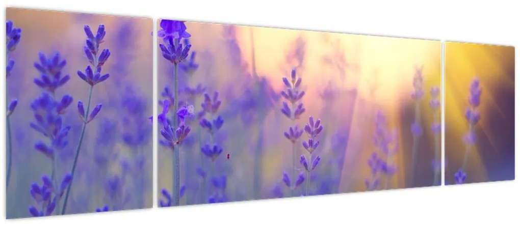 Obraz - Lawenda (170x50 cm)