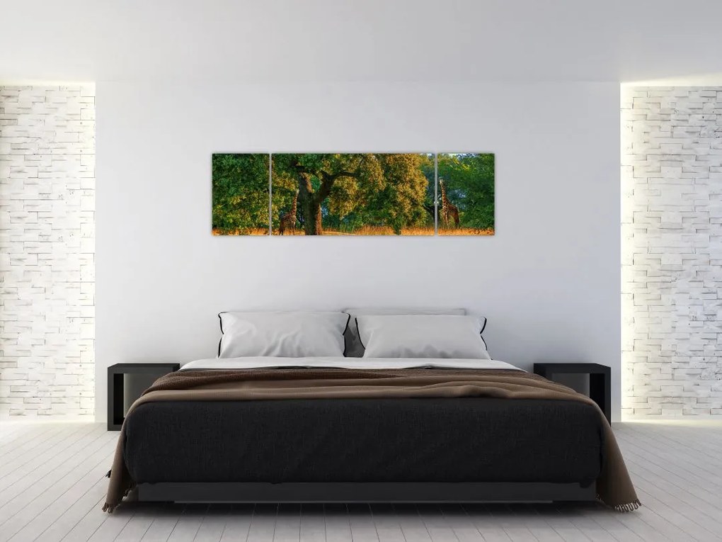 Obraz żyraf w naturze (170x50 cm)