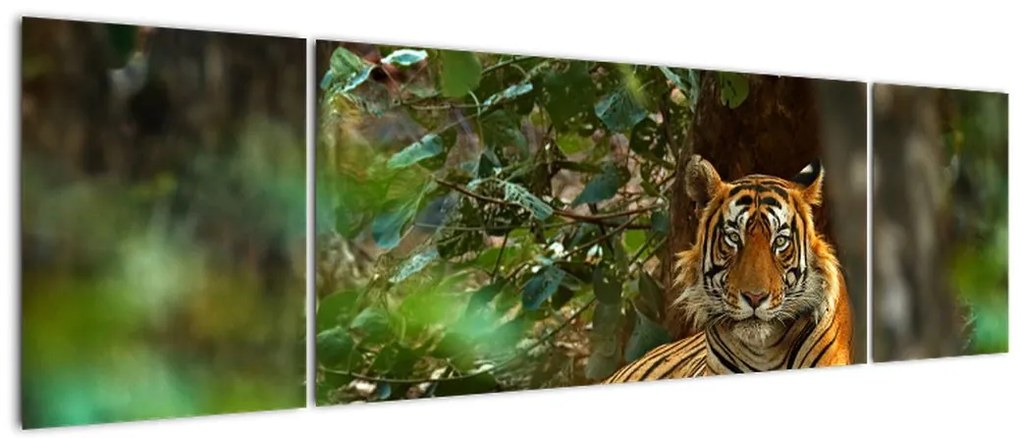 Obraz odpoczywającego tygrysa (170x50 cm)