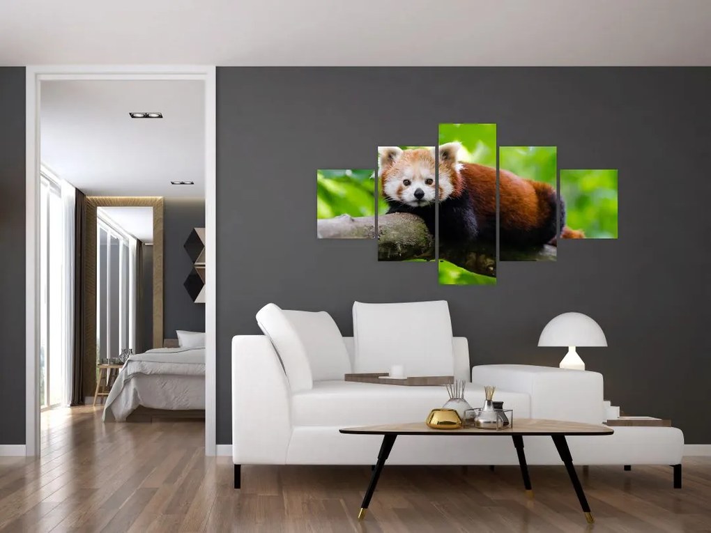 Obraz pandy czerwonej (125x70 cm)